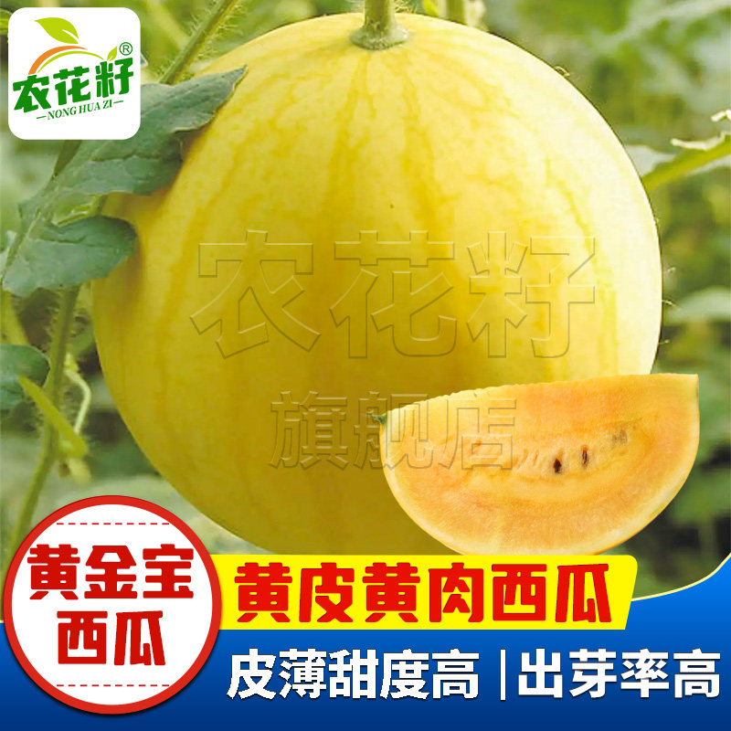 早熟黄金宝西瓜种子耐热黄皮黄肉西瓜种籽薄皮西瓜籽菜园庭院春季