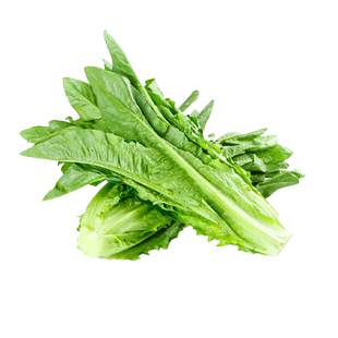 大颗甜脆油麦菜籽种子四季播青菜种籽阳台盆栽籽种蔬菜孑菜种大全