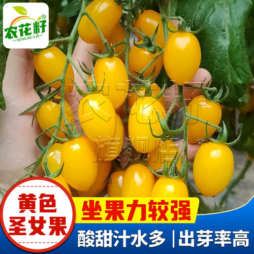 樱桃黄圣女果果种孑果实卵圆形