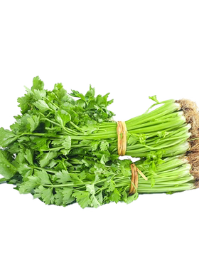 四季小香芹菜种孑本地芹菜种籽大全秧苗白芹菜种子蔬菜种孑农家