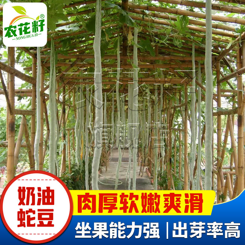 特长蛇瓜种籽种子长蔬菜孑超长巨型丝瓜南方蛇豆角秧爬藤春季菜籽
