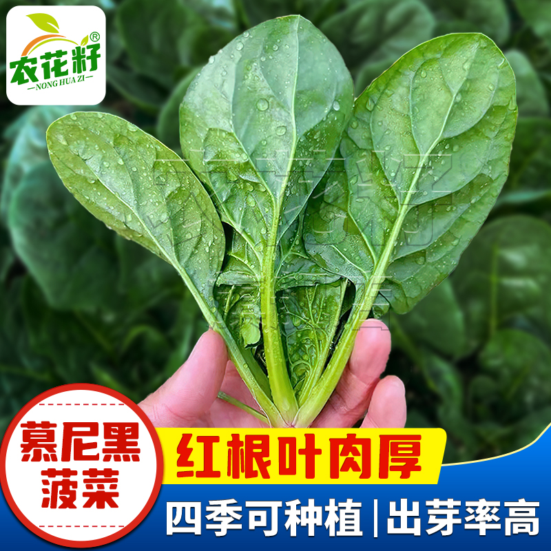 农家圆叶笨菠菜波菜籽