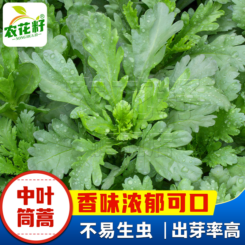 中叶茼蒿菜种籽种小叶大叶茼蒿种子皇帝菜春秋冬四季易种蔬菜籽种-封面