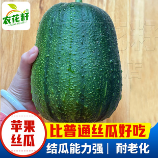 台湾正宗苹果丝瓜种子苗高产早熟短棒肉丝瓜种耐老化庭院蔬菜种
