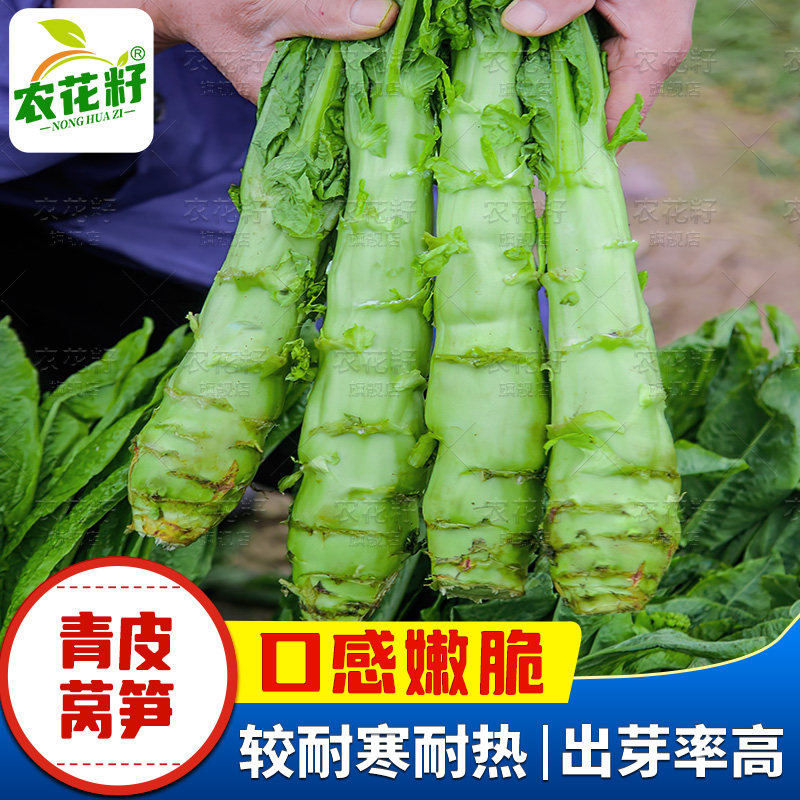 春秋季香莴笋种籽子耐热耐寒青皮绿肉尖叶莴苣菜种籽四季蔬菜孑