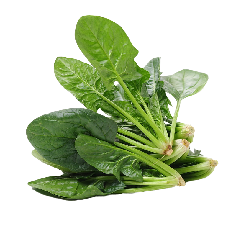 耐寒菠菜种青菜可以越冬抗病强
