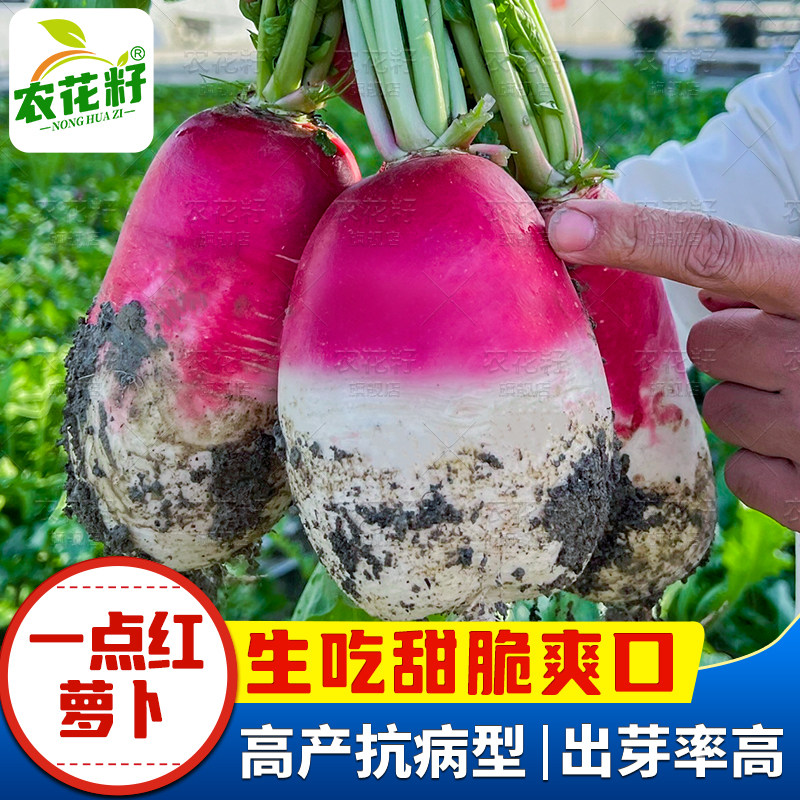 早熟生吃脆甜水果萝卜种子图片