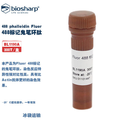 白鲨 BL1190A Fluor 488 phalloidin/Fluor488标记鬼笔环肽(绿色)