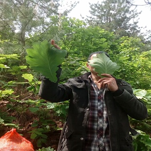 新鲜大粽叶柞树叶槲叶粽子菠萝叶桲椤叶精选干胡叶100张全国包邮