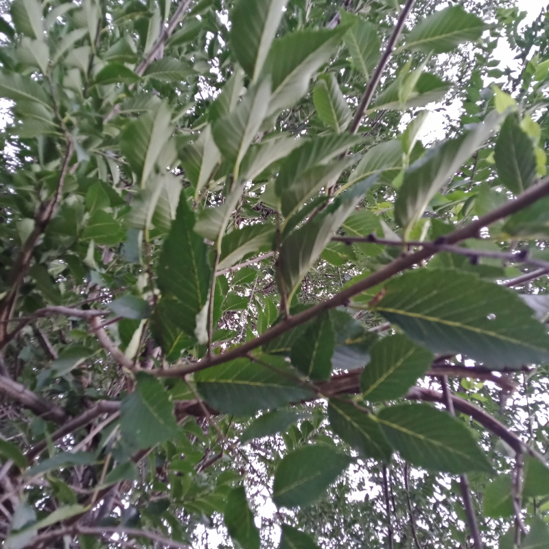 榆树叶真树叶植物标本新手练手材料包儿童教学书签贴画手工diy包