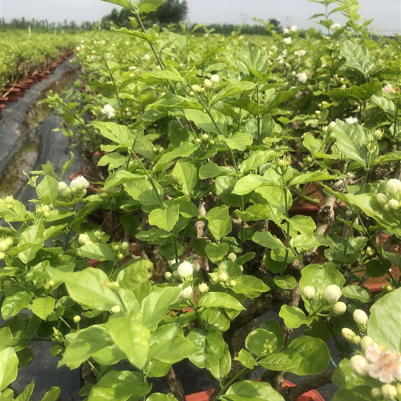 极速横县重瓣茉莉花盆栽老桩带花苞E好养活木本植物盆栽花卉一物