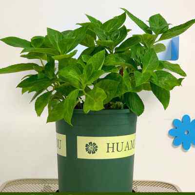 极速绣球花老桩超多分叉带芽苞z发货庭院阳台植物四季开花无尽夏