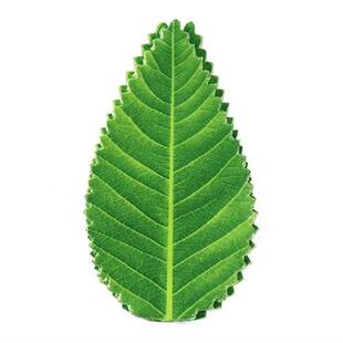 Lehaf Decoration Japanese Sushi Leaves Food 极速Green