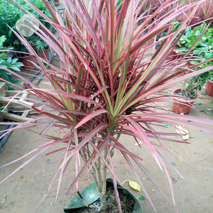 极速红边竹蕉三色龙血树剑叶龙B铁树三色铁彩铁桌面盆栽绿植包邮