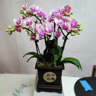 极速带花苞浓香型蝴蝶兰送花盆绿C植花卉盆栽浓香兰花多花剑节日