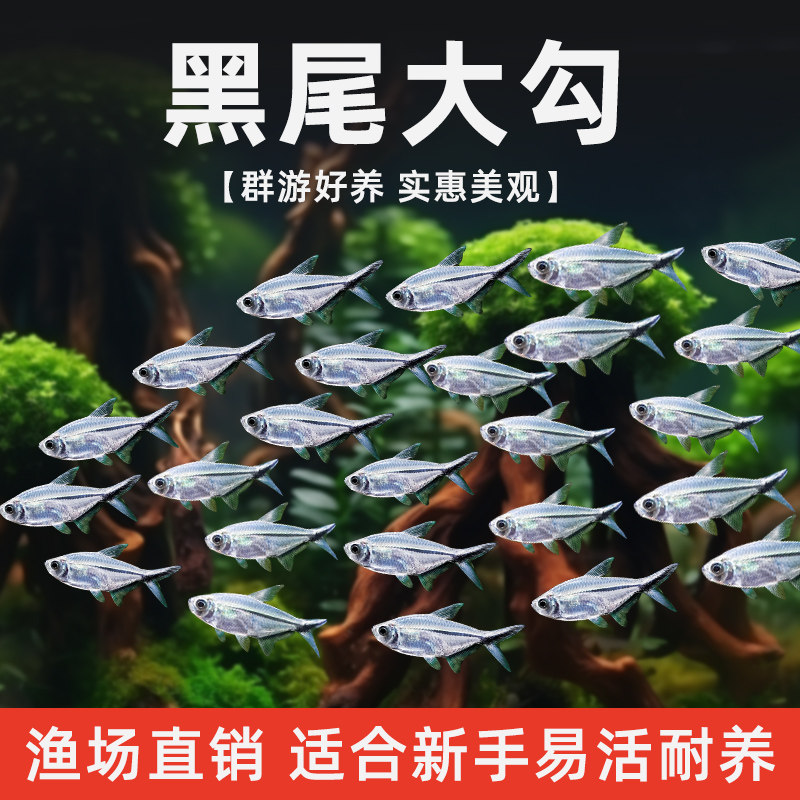 速发黑尾大群勾扯红绿灯小型热带淡水鱼活鱼大勾游旗灯科鱼观赏鱼