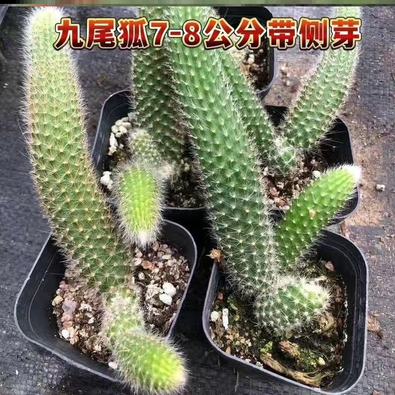 速发长毛九尾狐多肉植物软人开毛球仙花猴尾巴办公室盆栽仙人掌