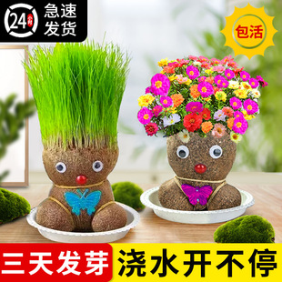 速发草头娃娃头上长草创意趣味小物开植盆栽花娃娃办公桌面水培绿
