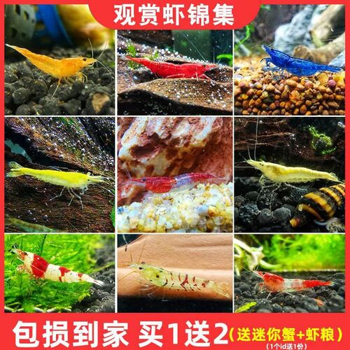 速发黑壳虾苗活观藻虾鲜淡水养殖大和除赏虾虾极火水晶虾