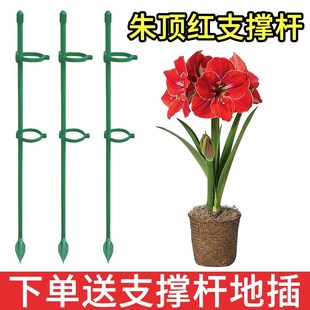 速发朱顶红番植定球龟背固绣杆爬藤园艺花架花支撑架茄物防倒伏支