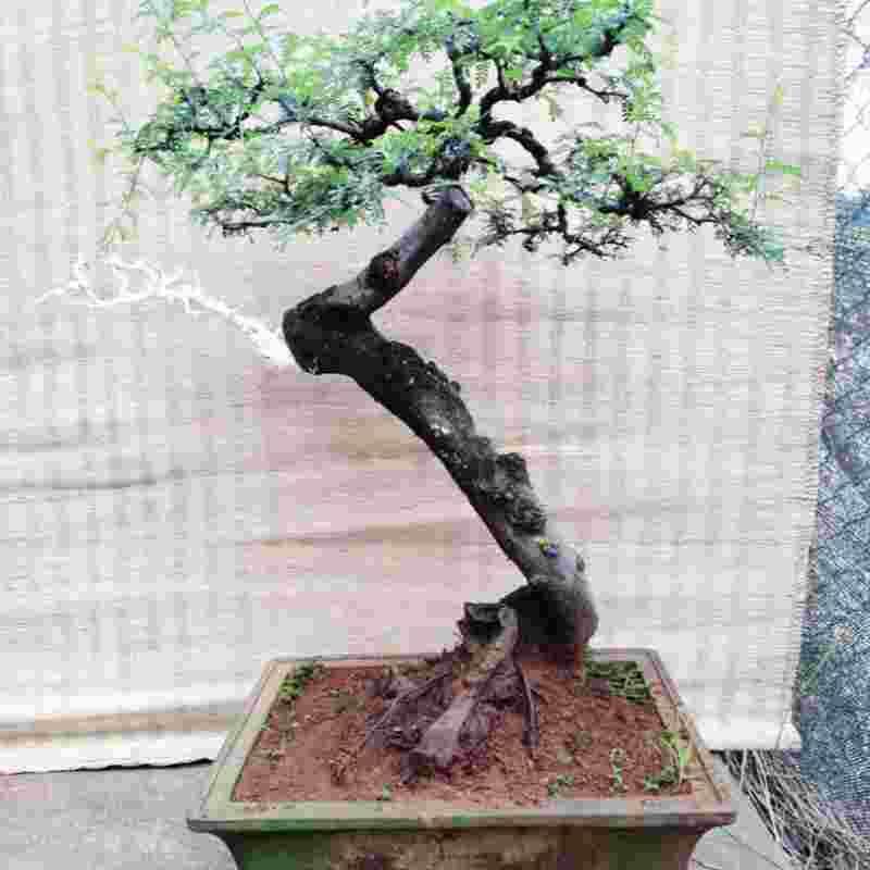 人气爆棚精品小石积微盆景素材可挑选好成活随机发货包邮阳台植物