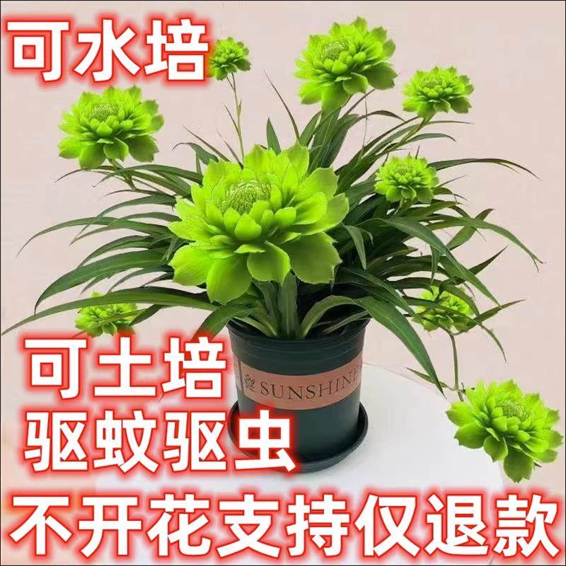 驱蚊牡丹吊兰种球水培花卉四季开花植物浓香绿植室内盆栽名贵花卉 鲜花速递/花卉仿真/绿植园艺 种球/裸根 原图主图