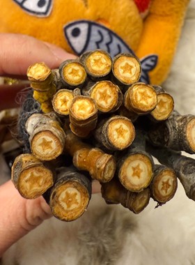 【藏在树枝里的星星】加杨树枝条新鲜杨树条结节五角星植物收藏