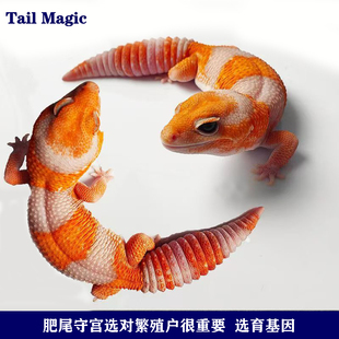 肥尾守宫活物幼苗成体奥利奥橘白温顺小宠无毒异宠新手入门级爬宠