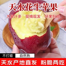甘肃天水花牛苹果10斤新鲜当季 水果整箱红蛇粉面平果脆甜红苹果5