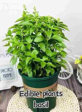 basil plants herbs mint rosemary thyme, spices Edible plant