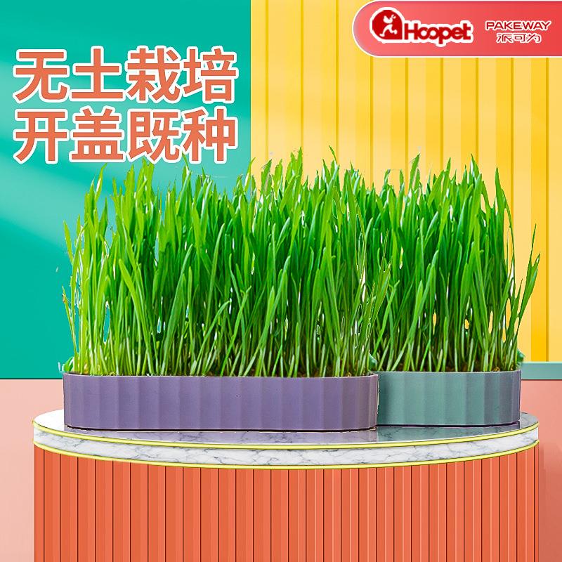 。cat grass hydroponic box pie can be potted seeds for young