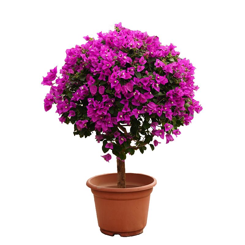 三角梅盆栽带花四季开花植物棒棒糖型老桩三角梅造型别墅庭院景观