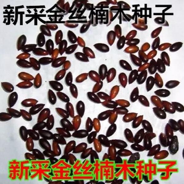 小叶金丝楠木树苗种子基地直发树苗新鲜采摘新款