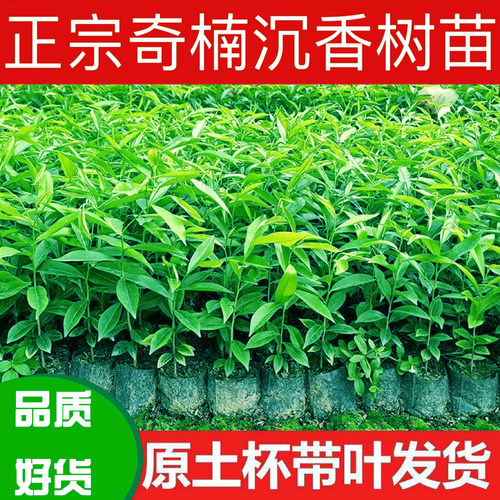 正宗奇楠沉香树苗新鲜绿植实生苗绿化树苗名贵树苗地盆栽名贵苗木