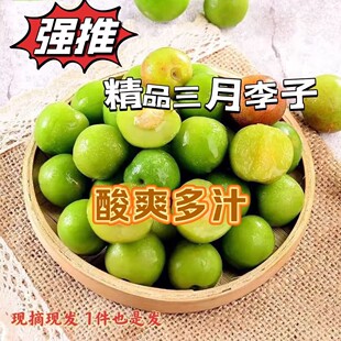 钱排早熟三月李酸脆李子当季青李孕妇当季新鲜水果三华李珍珠李
