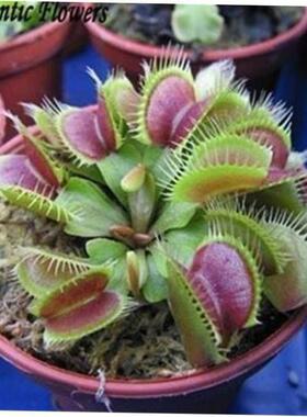 Potted Venus Flytrap Plant Seeds Dionaea Muscipula iant Cli