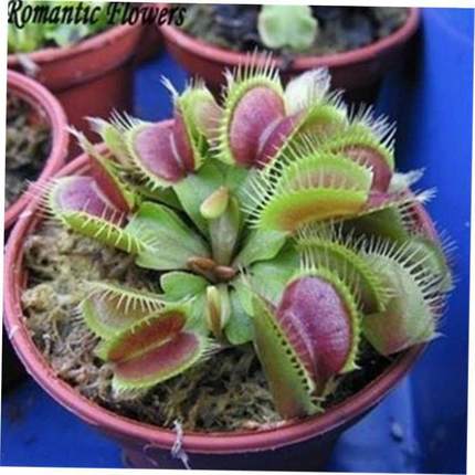 Potted Venus Flytrap Plant Seeds Dionaea Muscipula iant Cli