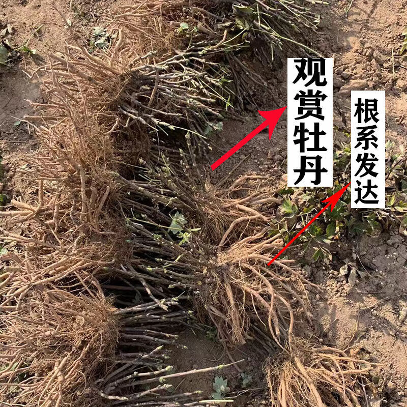 极速新品b牡丹观赏牡丹花苗大苗重瓣精品盆栽地栽庭院芳纪牡丹花