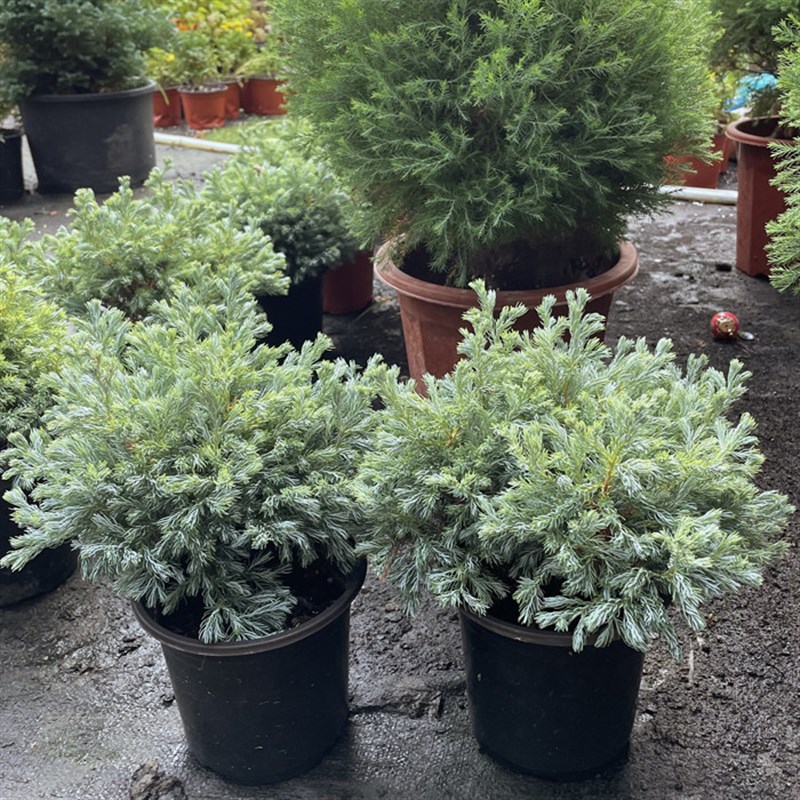 极速蓝湖柏盆栽 蓝n色波尔瓦 环保冰柏庭院灌木多年生四季赏叶百