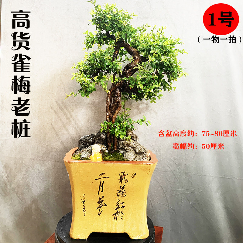 极速大型盆景矮霸黄杨 附石提根盆景榆树精品老桩雀梅.小叶紫檀盆