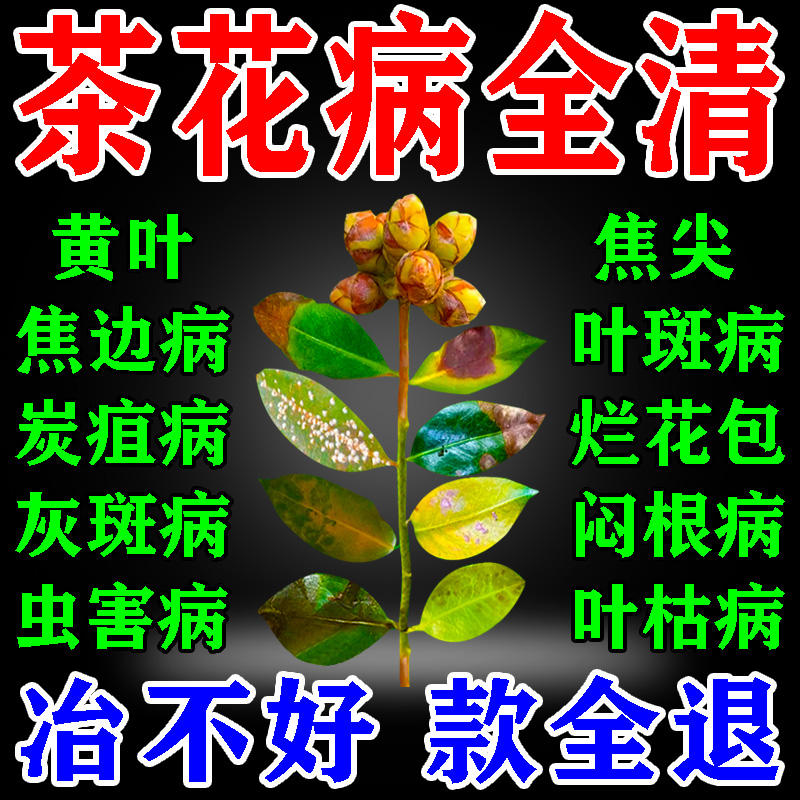 茶花叶斑病专用药无效保退