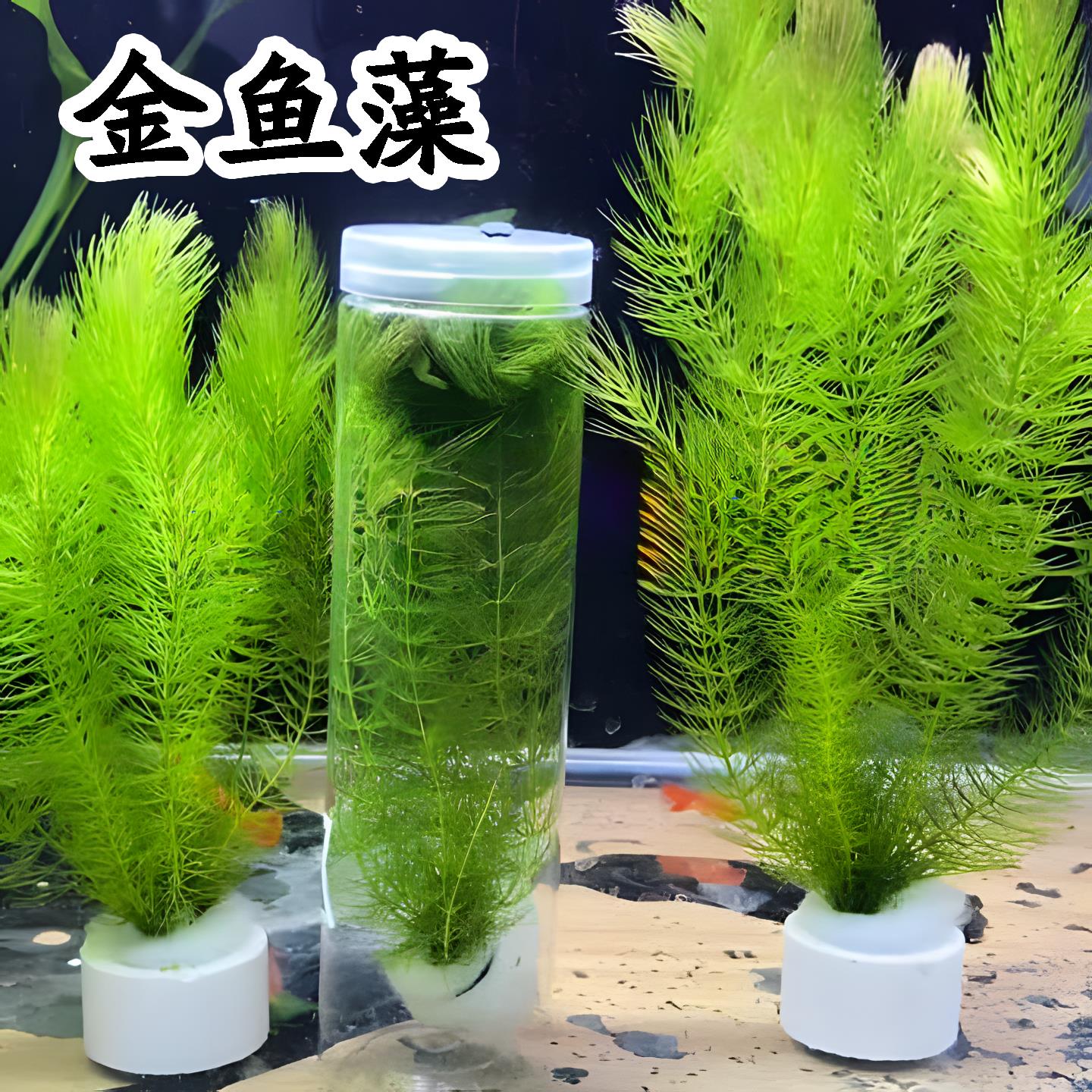 金鱼藻水草鱼缸专用孔雀鱼繁殖草制氧增氧躲避真净化水质和鱼共养