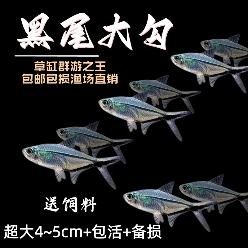 黑尾大勾黑尾热带鱼观赏鱼小型鱼