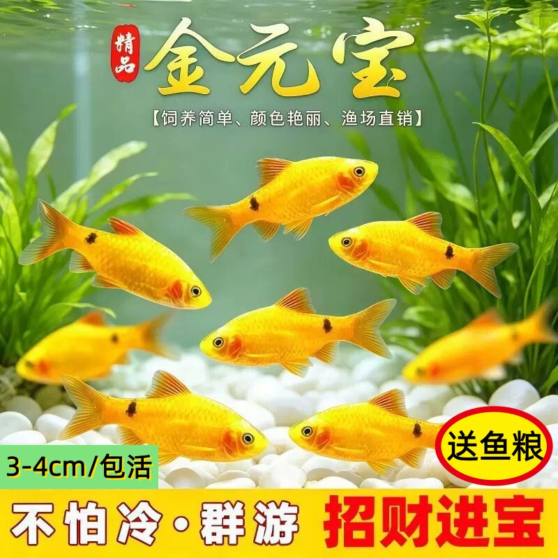 金元宝鱼玫瑰鲫鱼观赏淡水招财鱼