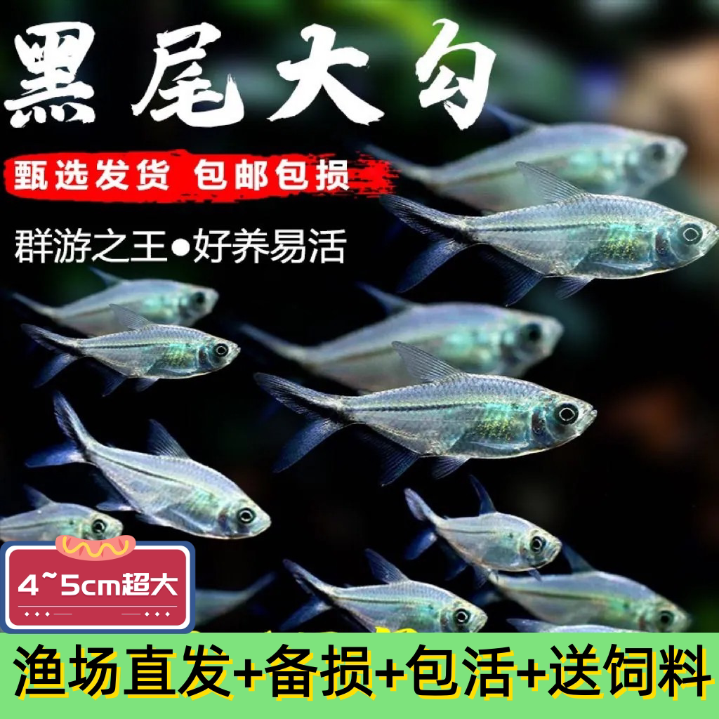 黑尾大勾黑尾旗热带鱼观赏鱼