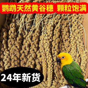 鹦鹉谷穗天然谷穗小米穗黄谷穗小鸟零食影杂粮穗仓鼠笼造景装饰摄