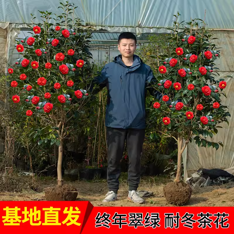 带花苞茶盆栽四季树苗山室