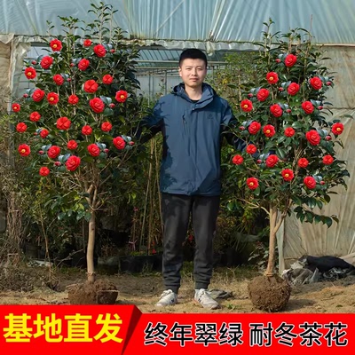 带花苞茶盆栽四季树苗山室