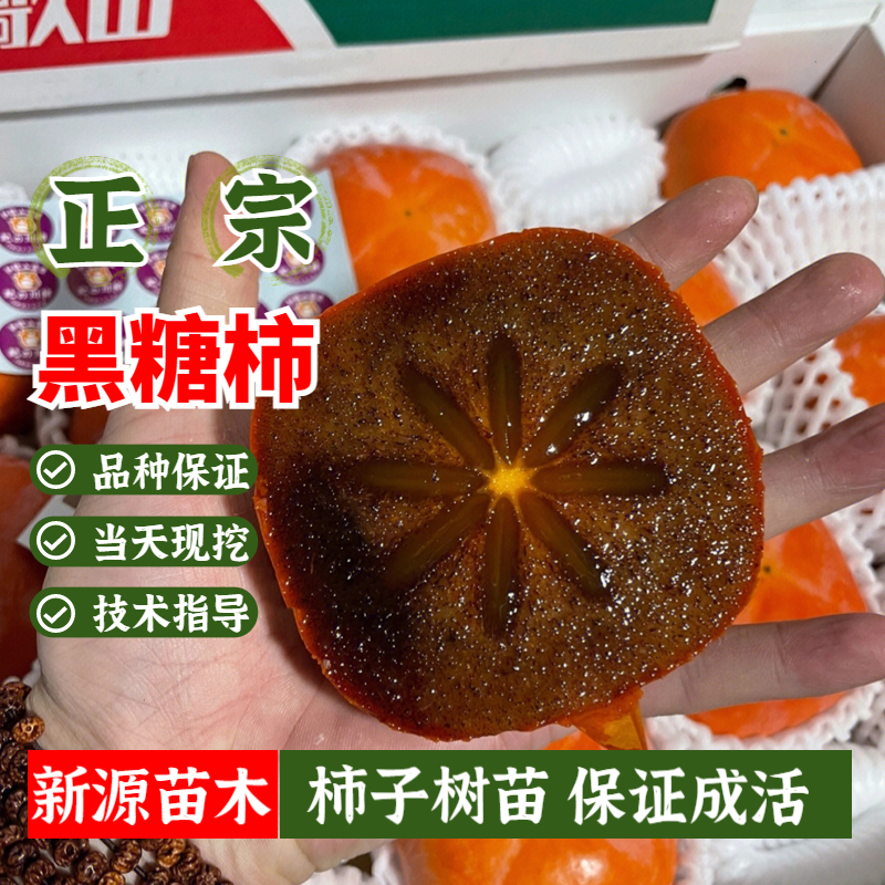 日本和歌山黑糖柿子树苗嫁接甜盆