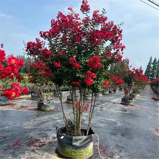 丛生紫薇树苗庭院种植大型紫薇花盆栽美国红火箭绿化风景树苗常绿